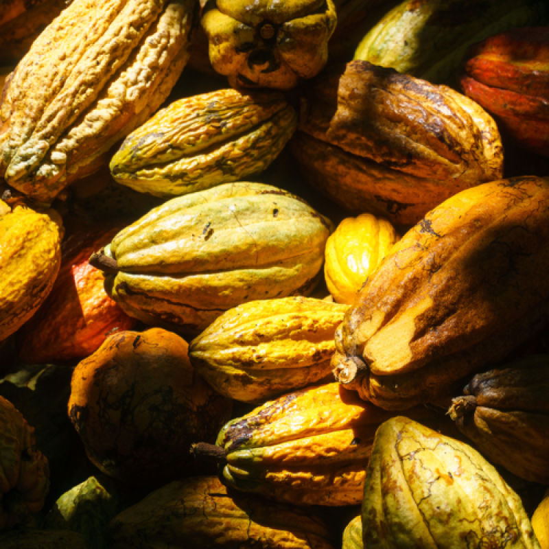 Raw Chocolate-crop